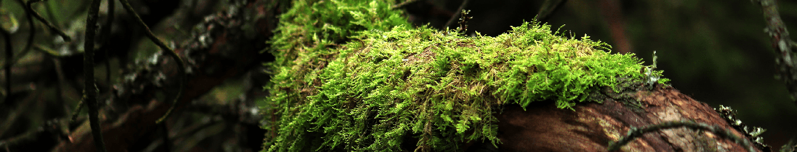 Landscapes in Detail
